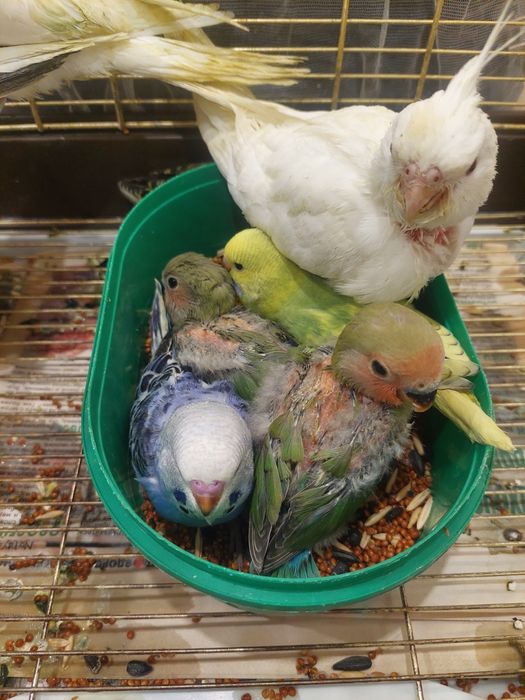 неразлучники и волнистые кареллы