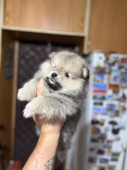 Продам щенков шпица