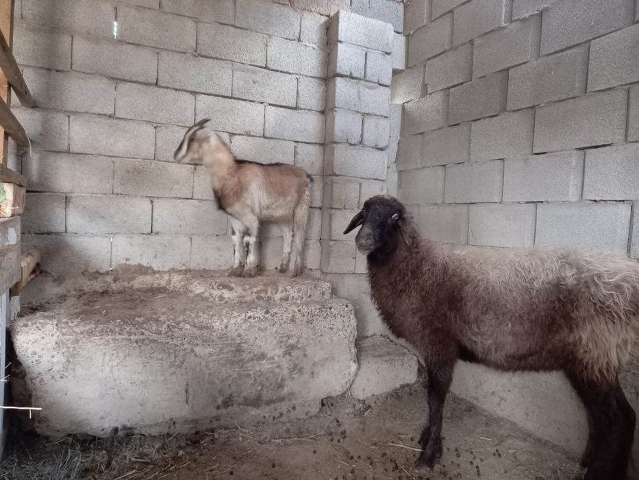 Қой буазы, лақ ұрғашы сатылады