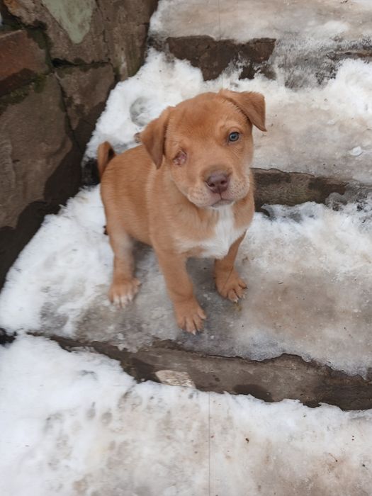 Щенки помесь доберман и ретривер.