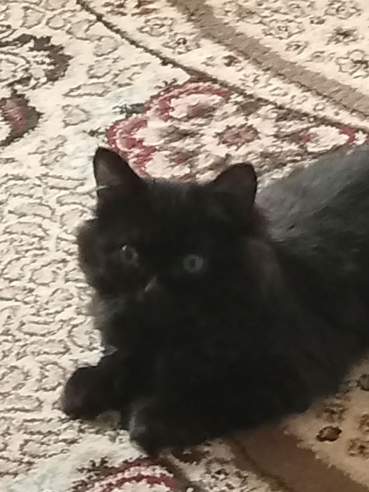 Котик четырех месяцев