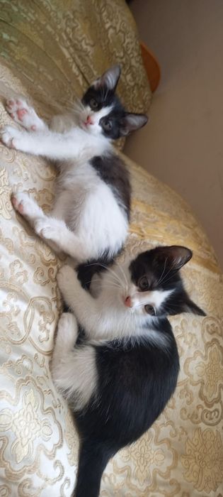 Отдам милых котят в добрые и хорошие руки.