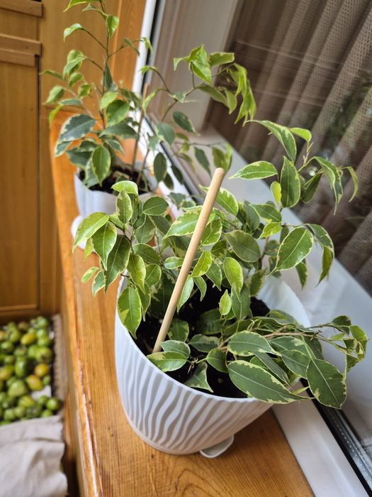 Продам  пестрый ФИКУС Бенджамина!