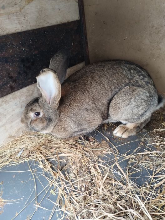 Iepuri uriaș german