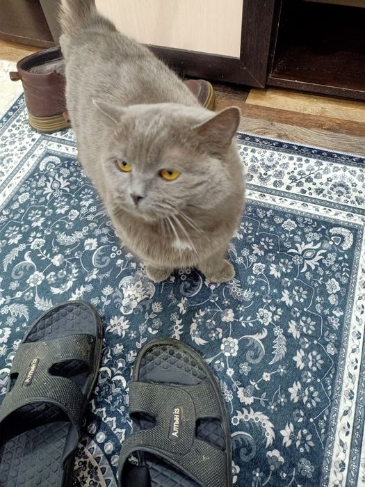 Отдается кошка британка