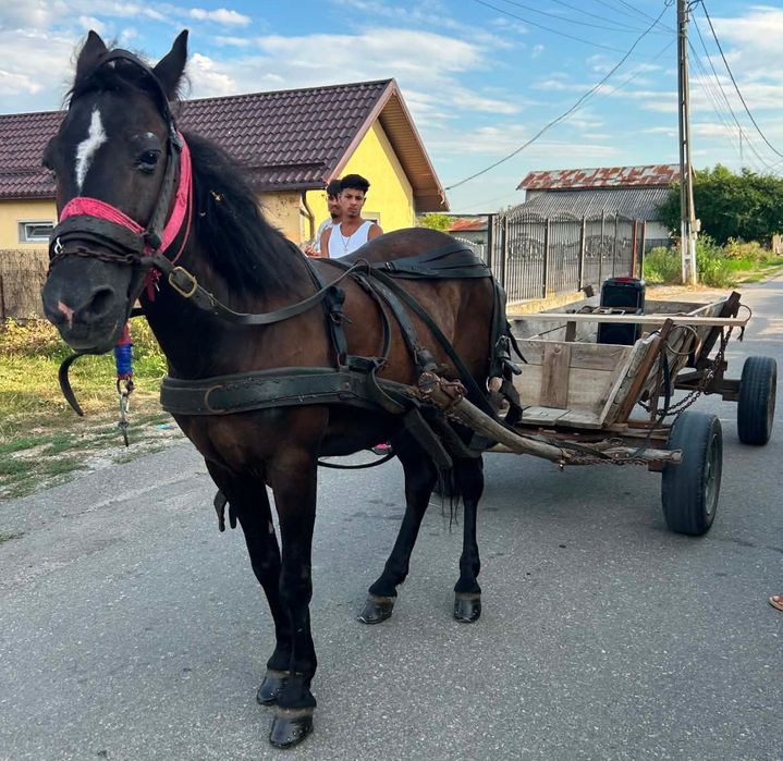 Iapă 9 ani curata