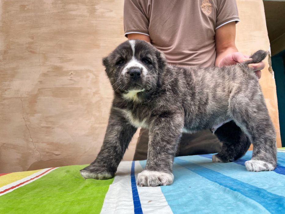 Щенок Алабая ( Супер Гигант )