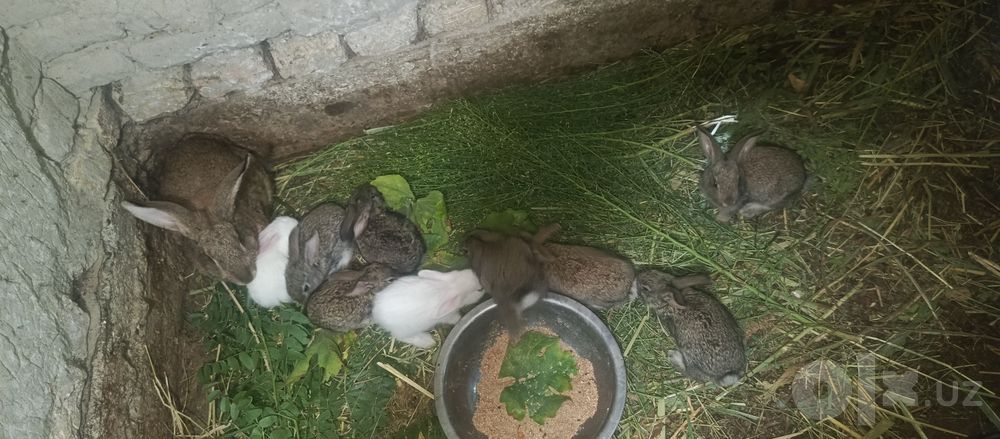 Ona quyon 10 bolalari bilan
