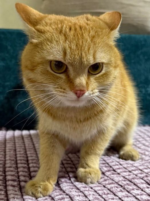 Котик Рыжик 1 год и 2 мес