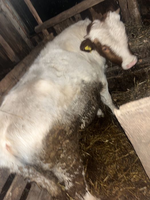 Продам 2 бычка на откорме