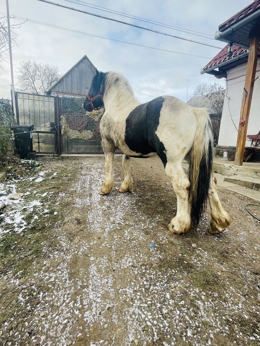 Armasar de monta,posibil si de vanzare