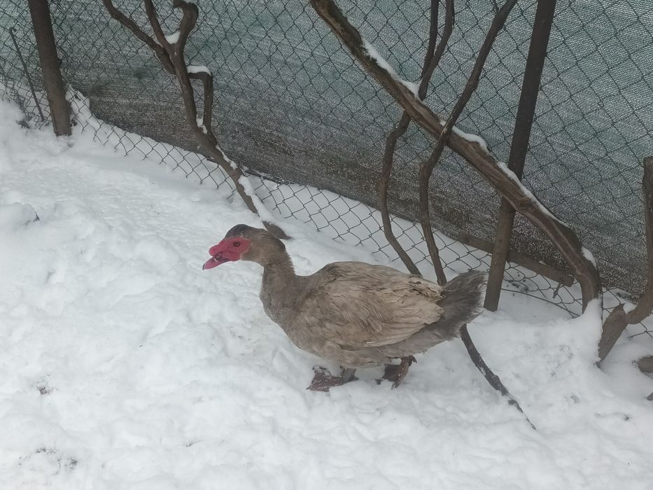 Rățoi Lesesti tineri