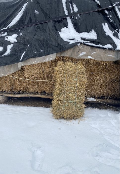 Vand baloti paie de grâu, orz