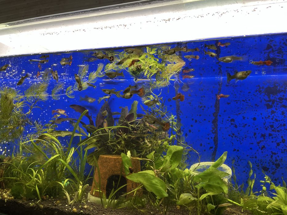 Продам гуппи микс