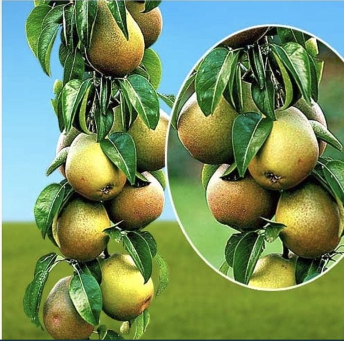 Pomi columnari altoiti rezistent la ger