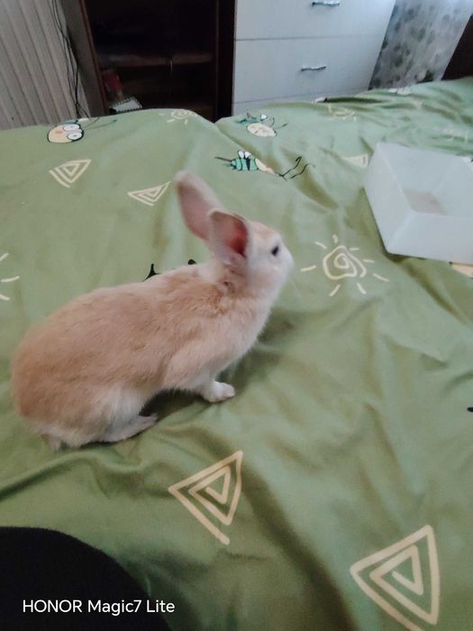 Мини зайче Холандско джудже на 3 месеца