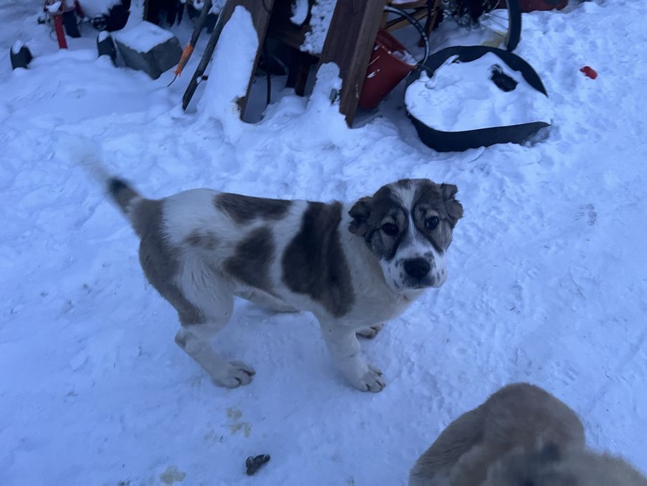 Продам щенка САО