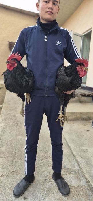 Zoti qora shahzoda toza qonli narxi 850 000 soʻm