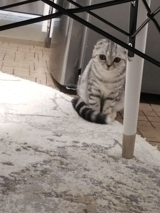 Красивый породия шотландский