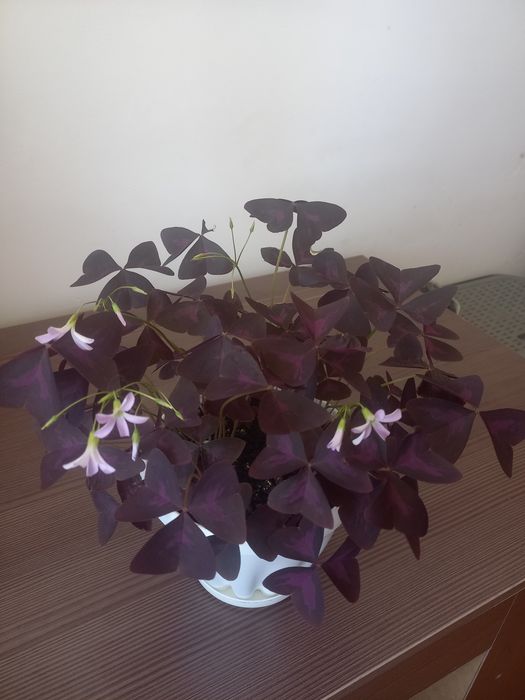 Оксалис. Кислица