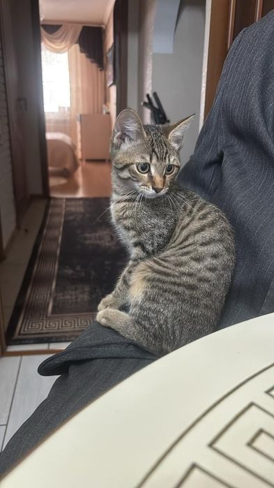 Отдам котёнка !!!