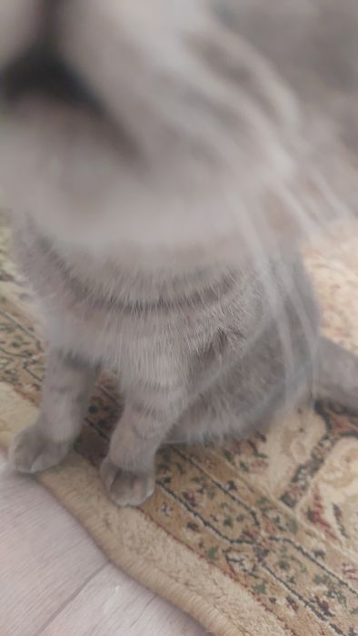 Срочно продам кошка