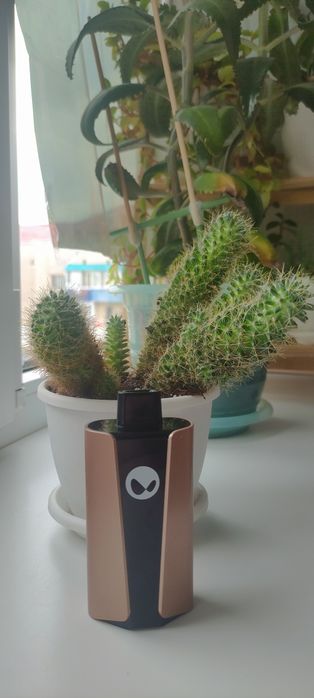 Кактусы маммилярия