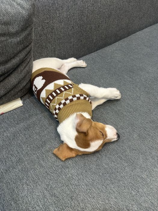 Щенок Рассел Терьер