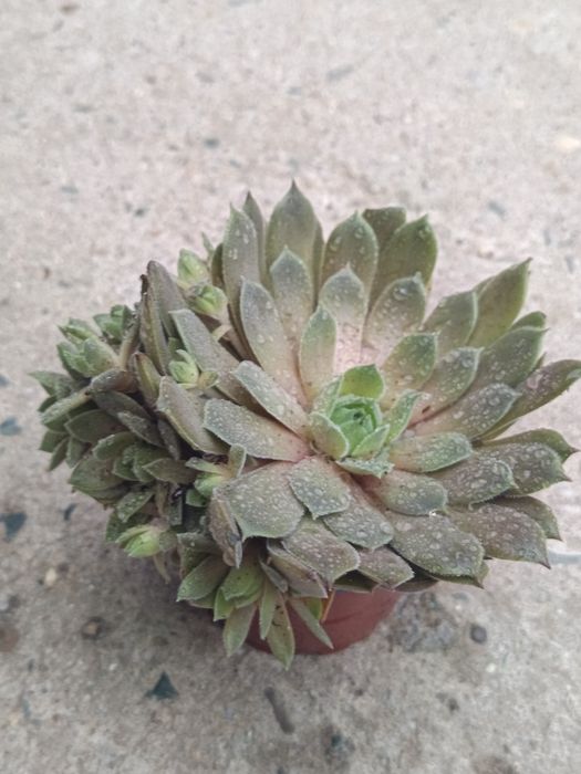 Cactuși, suculente și suculente de exterior