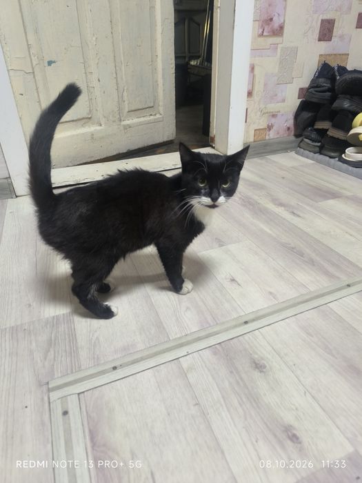 Котёнка 5-6месецев