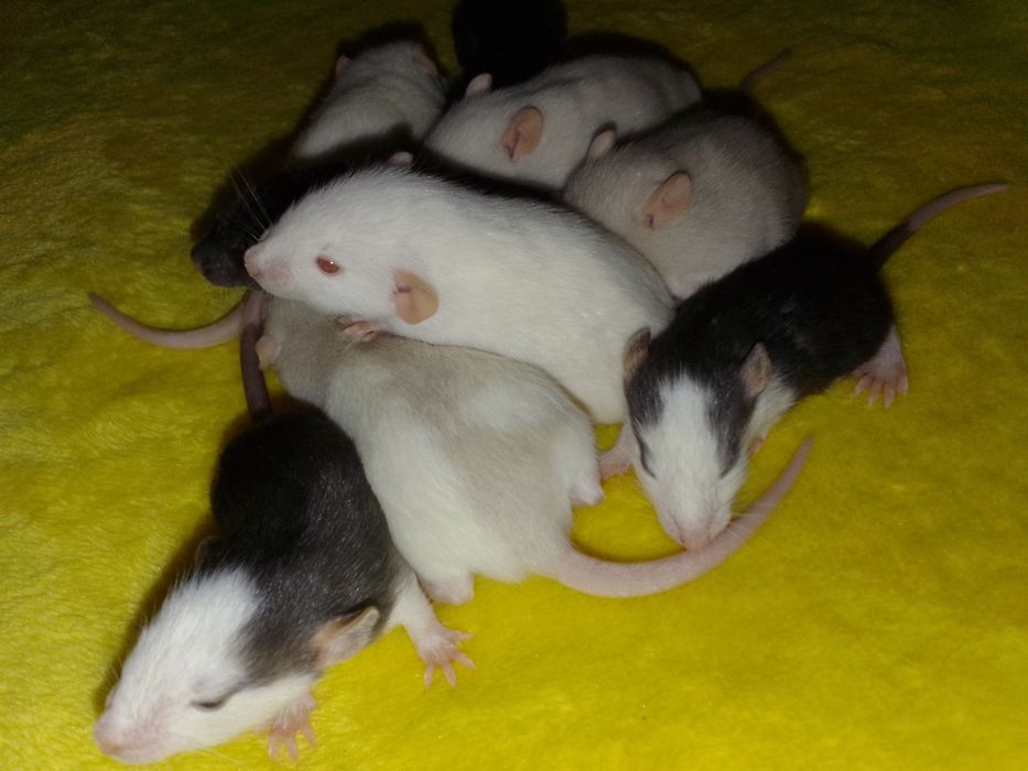 Крыски Дамбо хаски капюшон