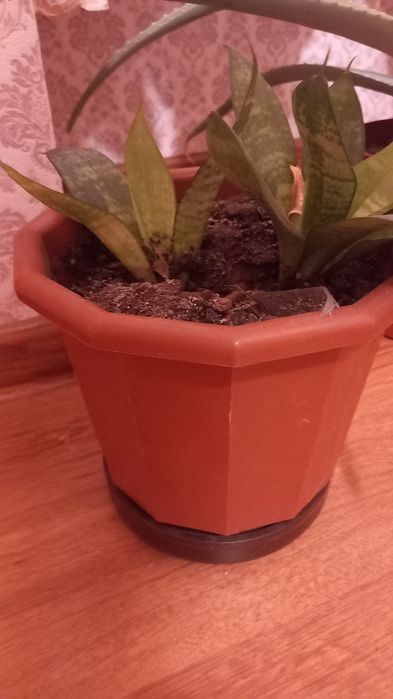 Продам комнатные цветы