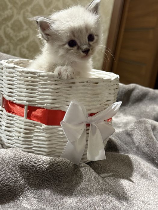 Британци котята )