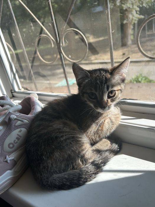 Котенок девочка 2,5 месяца