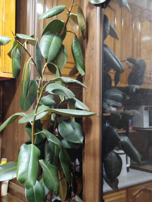 Фикус большой ухоженный