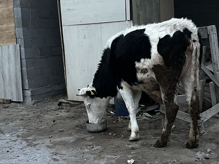 Таналар сатылад сиер буаз