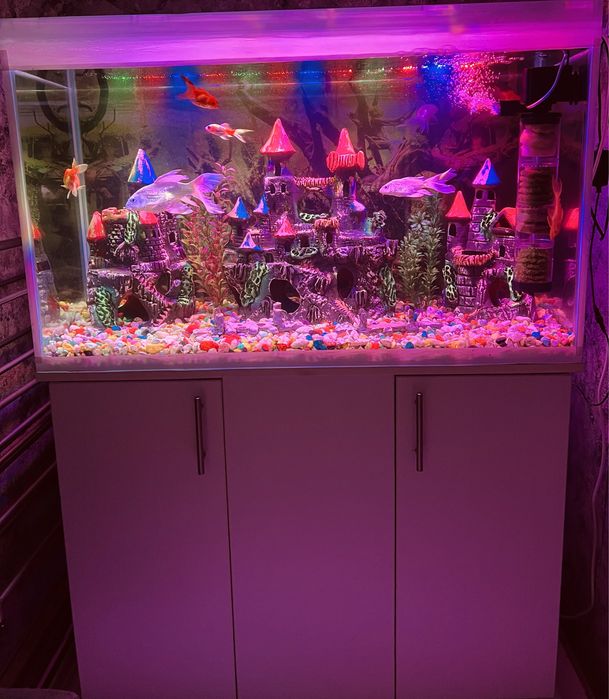 Аквариум ………………………………