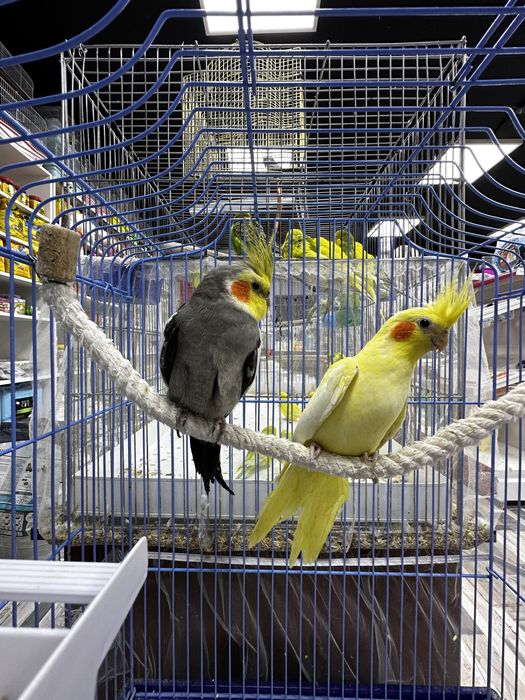 Попугаи кореллы