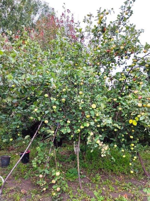 Срочно продам дачу