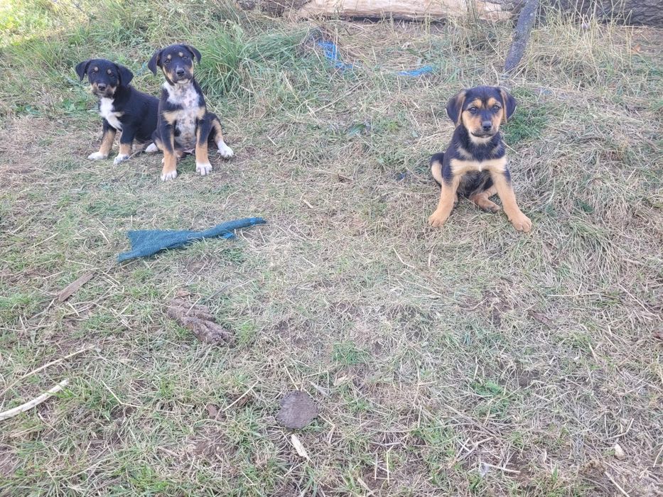 Donez Metiși de Copoi cu terrier