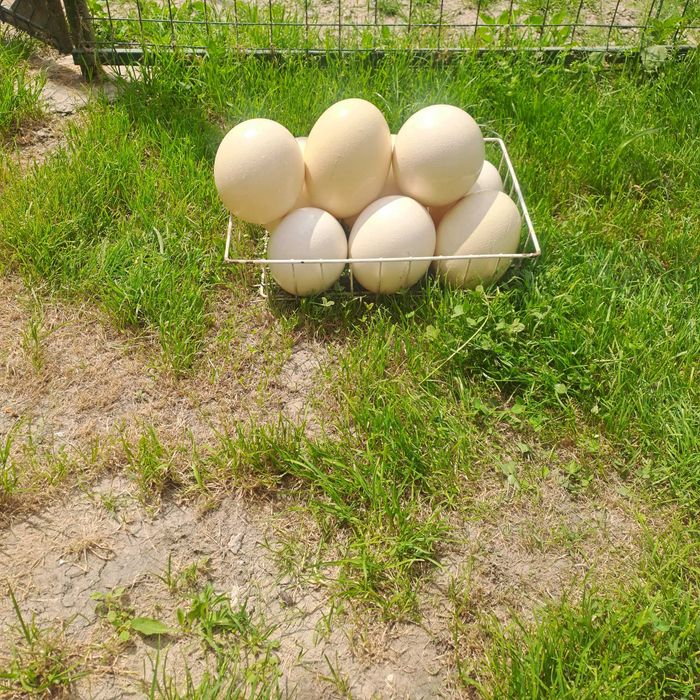 Carcasa oua de strut african