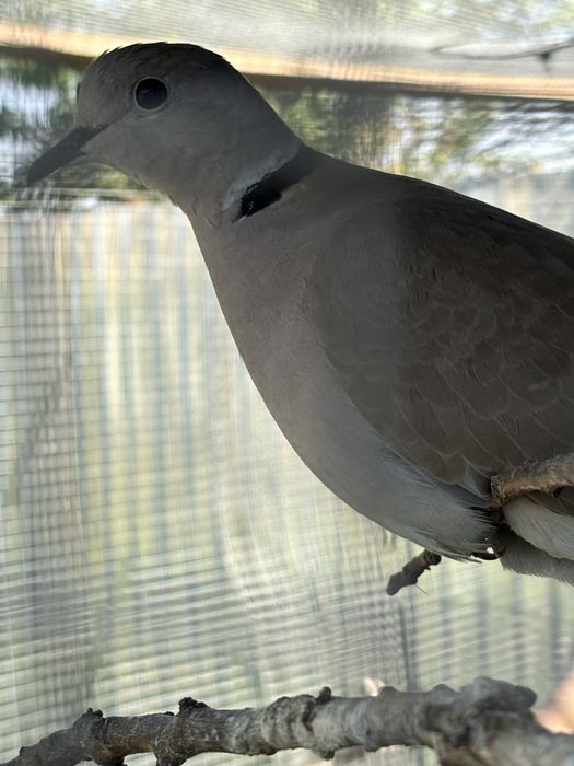 Смеющиеся горлицы