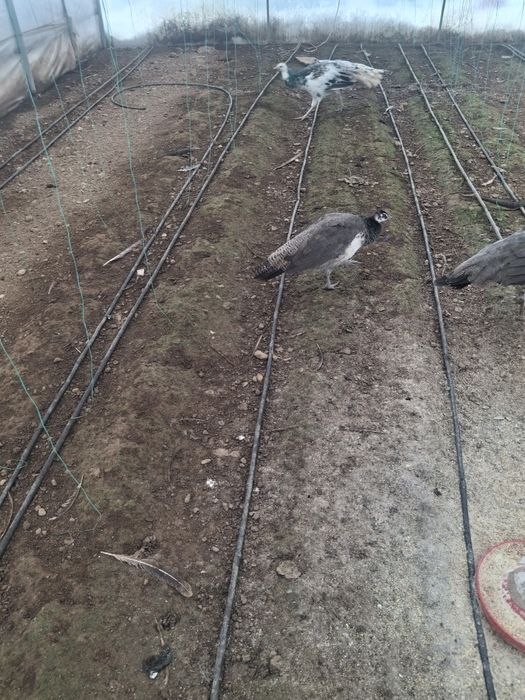 Pereche de pui de păun disponibili.ii pot da si la schimb