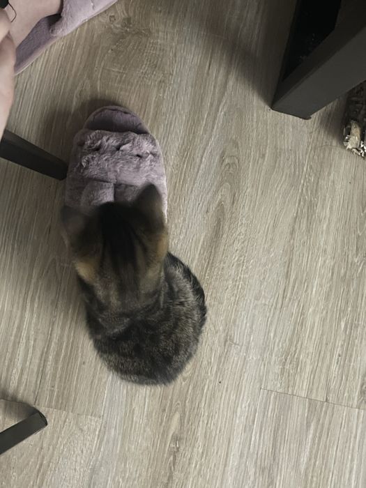 Котята , кошка и 1 кот