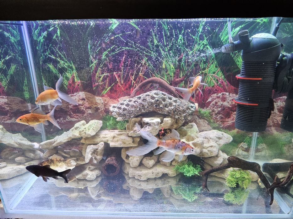 Продаются кометы,молинезия