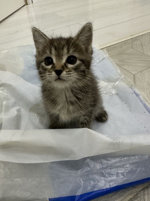 Котенок 1,5 месяца