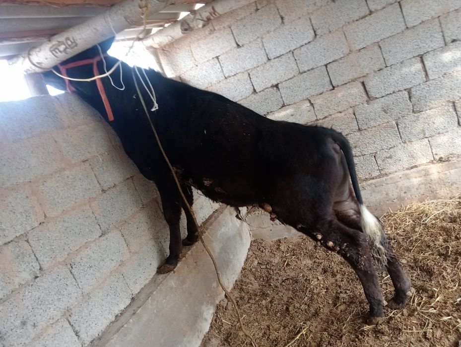 Бұқа сатылады 1 жасар