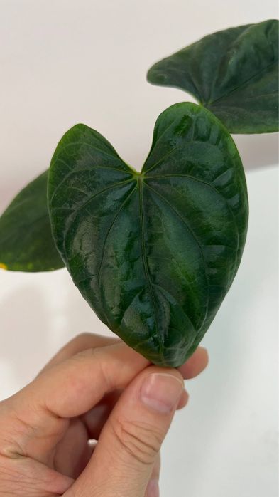 anthurium Luxurians CF