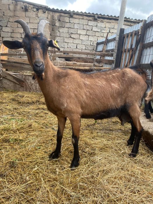 Алписки жас ешкилер сатылады