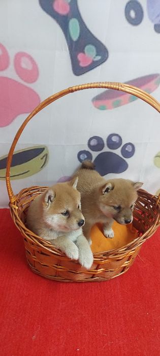 Шиба Ину Shiba inu